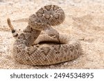 Western Diamondback Rattlesnake, crotalus atrox, Arizona, desert, Sonoran, Southwest, Snake, Viper