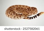 Western diamondback rattlesnake -crotalus atrox- coiled and showing it-s rattle- mangum, oklahoma, united states of america