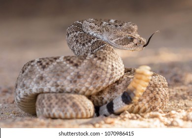 26,354 Rattlesnake Images, Stock Photos & Vectors | Shutterstock