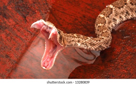 Western Diamondback Rattlesnake (Crotalus Atrox) Striking.