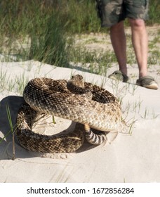 Western Diamondback Rattlesnake  (Crotalus Atrox) Is Preparing To Attack A Man. Gulf Coast, Texas, USA