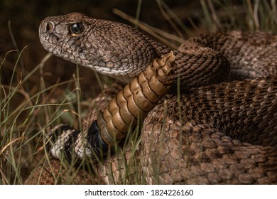 Western Diamondback Rattlesnake (Crotalus atrox)
