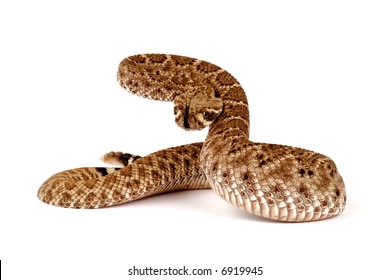 albino diamondback rattlesnake striking