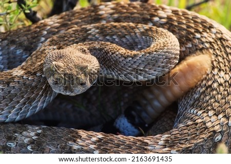 Similar – the rare meadow viper, closeup