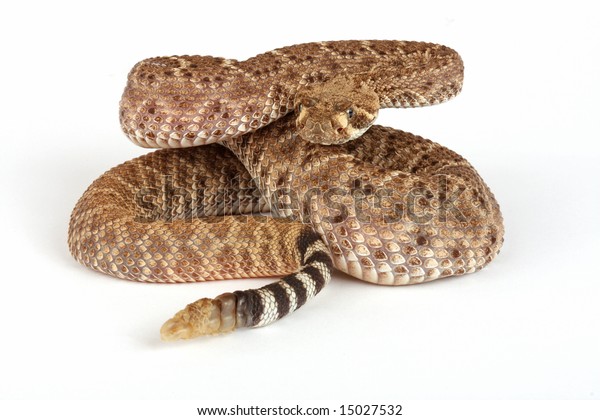 Western Diamondback Rattlesnake Crotalus Atrox Stock Photo (Edit Now ...