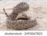 Western Diamondback Rattlesnake in a defensive threat pose in the Sonoran Desert in Arizona East of Tucson