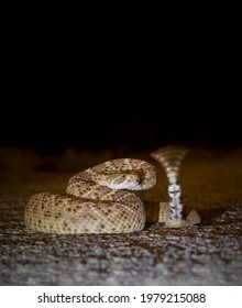 Western Diamondback Rattlesnake on road at night, with motion blur showing the movement of its warning rattles