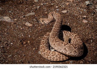 Western Diamondback Rattlesnake Ready To Strike