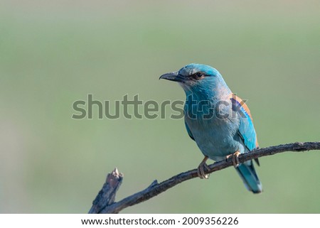 Similar – European Roller