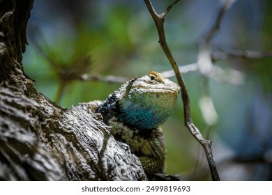 Western Fence Lizard blue belly climbing tree desert summer colorful beautiful blurred background - Powered by Shutterstock