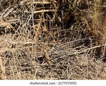 10,270 Dried lizard Images, Stock Photos & Vectors | Shutterstock