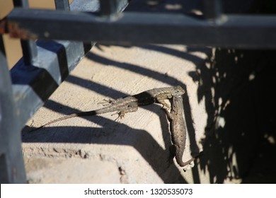 Western Fence Lizard Male Female Stock Photo 1320535073 | Shutterstock