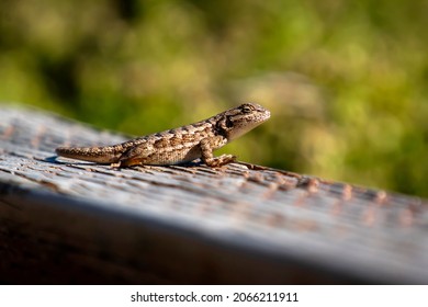 Western Fence Lizard At Año Nuevo State Park