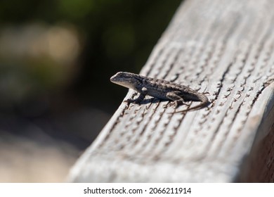 Western Fence Lizard At Año Nuevo State Park