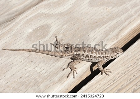 Western fence lizard on boardwalk basking in the sun