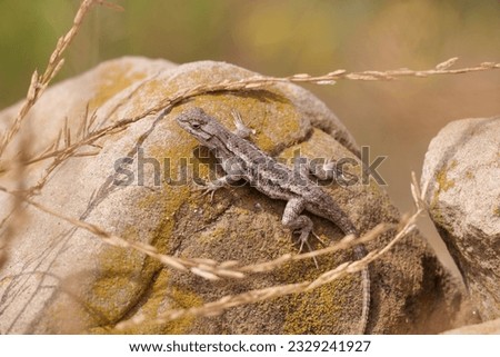 Western Fence Lizard (Sceloporus) is a medium sized California lizard. Lives among grass and stones.