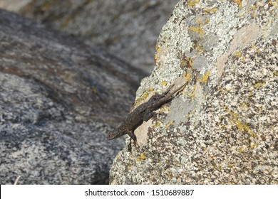 Western Fence Lizard, Tehachapi Mountains, California.