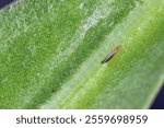 Western flower thrip (Frankliniella occidentalis) adult on green leaf. Danger pest of plants.