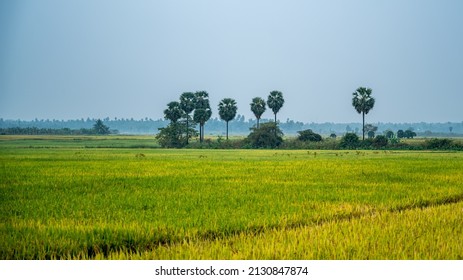 9,632 Ghat tree Images, Stock Photos & Vectors | Shutterstock