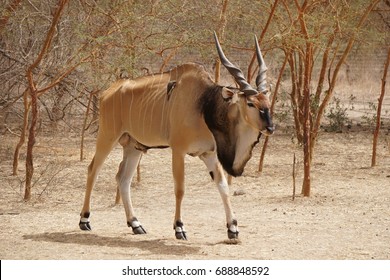 giant eland antelope