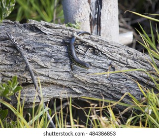 Western Glossy Swamp Skink (Lissolepis luctuosa) , genus Lissolepis sun baking on  the  dried  log  in early spring  at Big Swamp, Bunbury, Western Australia is a shy and secretive reptile. - Shutterstock ID 484386853
