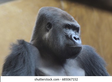 Western Gorilla