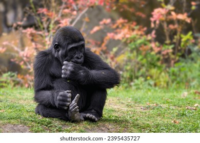 Western gorilla - Gorilla gorilla, iconic large critically endangered ape from African tropical forests, Gabon.
