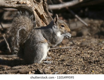 Western Gray Squirrel