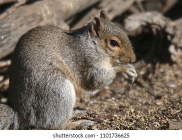 Western Gray Squirrel