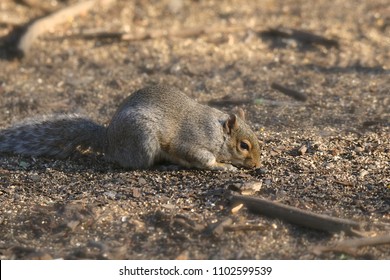 Western Gray Squirrel