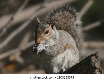 Western Gray Squirrel