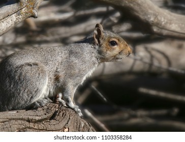 Western Gray Squirrel