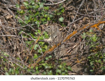 Western Gray Squirrel