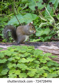 Western Gray Squirrel Eating A Nut