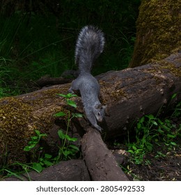 Western Gray Squirrel (Sciurus griseus) climbing down on a log in Western Oregon.