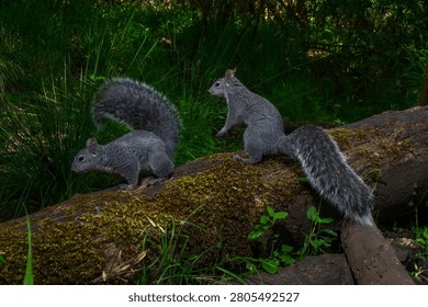 Western Gray Squirrels (Sciurus griseus) playing on a log in Western Oregon.