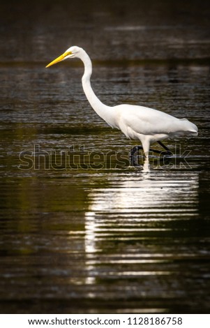 Great Egret On Prowl >> Western Great Egret Prowling Mud Flats Stock Photo Edit Now Great Egret On Prowl >> Western Great Egret Prowling Mud Flats Stock Photo Edit Now