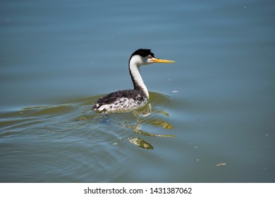 A Western Grebe On A Pond At Jensen Nature Park, Syracuse, Utah.