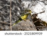 Western green lizard, scientific name occidental lacerta bilineata, taken in Geneva, CH.