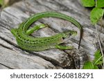 Western green lizard, scientific name occidental lacerta bilineata, taken in Geneva, CH.