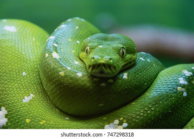 Western Green Mamba