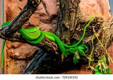 Western Green Mamba - Dendroaspis Viridis. Two Western Green Mambas (also Known As The West African Green Mamba) Rolling On A Tree