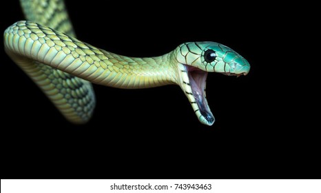 The western green mamba (Dendroaspis viridis), also known as the West African green mamba or Hallowell's green mamba, is a long, thin, and highly venomous snake of the mamba genus, Dendroaspis. 