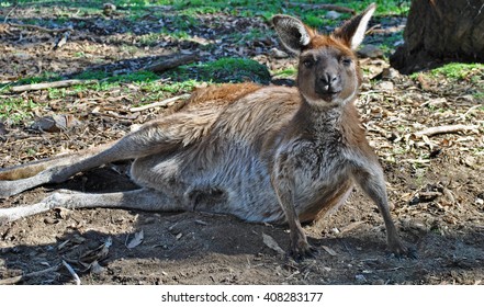 Western Grey Kangaroo 