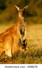 Western Grey Kangaroo