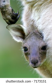 Western Grey Kangaroo