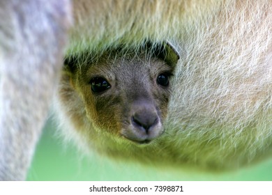 Western Grey Kangaroo