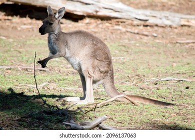 Western grey kangaroo Images, Stock Photos & Vectors | Shutterstock