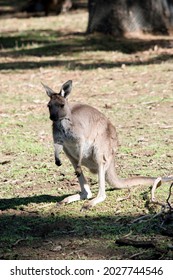 The Western Grey Kangaroo Has Brown Fur