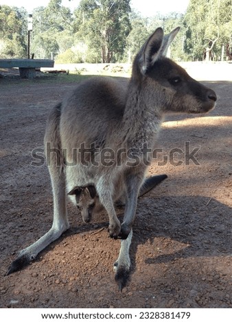 Western Grey Kangaroo and Joey, Donnelly River, Western Australia